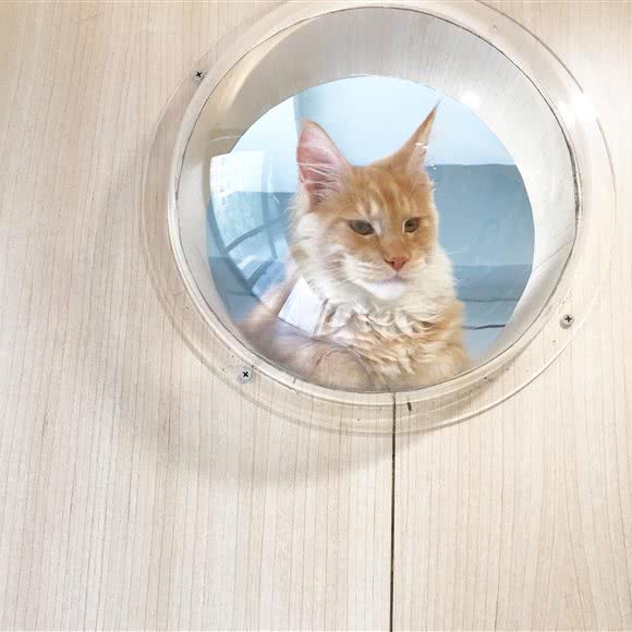 VAC猫咪的假日 猫饭店寄养美容:北京城区朝阳区石佛营附近