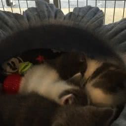 酷艾宠物连锁:重庆城区开州区