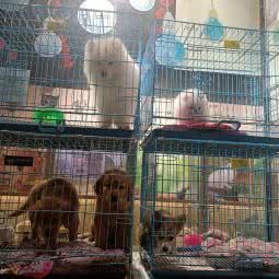 宠物王国(开州区店):重庆城区开州区