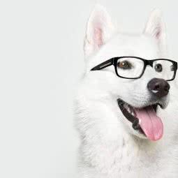 壹品萌宠生活馆:沈阳市大东区大东广场附近