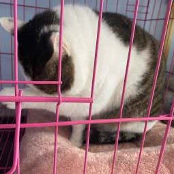 嗨宠吧:成都市金牛区