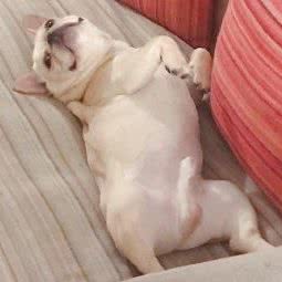 LaLa萌宠:成都市金牛区