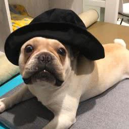 心之旅宠物连锁(桐梓林东路店):成都市武侯区