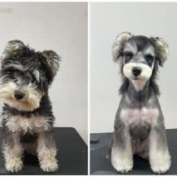 Muzi Li Pet:成都市成华区