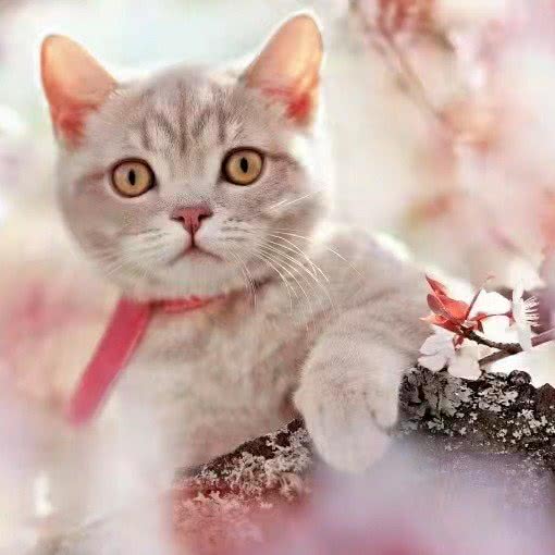 派多格宠物店(龙泉万达店):成都市龙泉驿区