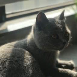 安美宠物诊所:成都市龙泉驿区