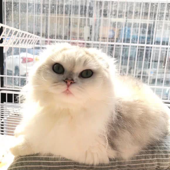 棉花糖宠物生活馆:成都市新都区