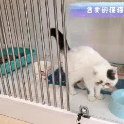 七月宠物狗生活馆:成都市新都区