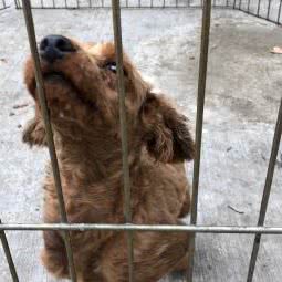 卡尔萌宠中心:成都市新都区