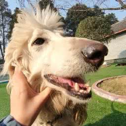 恺多萌宠乐园(KYDO PET PARK):成都市温江区