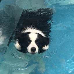 Clicker&Dog宠物寄养庄园:成都市温江区