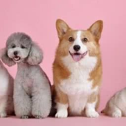 Hello 宠物:成都市温江区