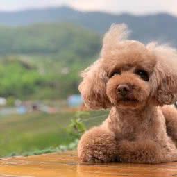 Poodle扑哒狗狗生活馆:成都市温江区