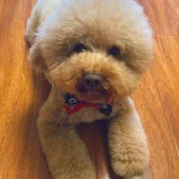 小天使宠物美容园:成都市温江区