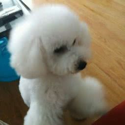 My pet friends:成都市温江区