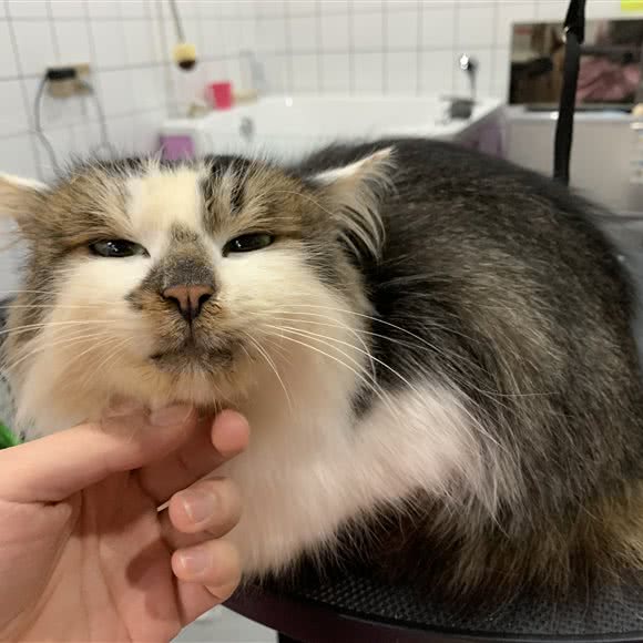 咔哆宠舍:成都市温江区