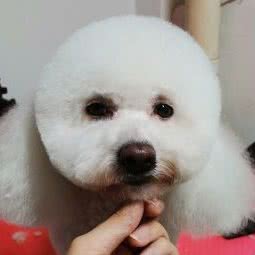 窝窝宠物:沈阳市大东区望花附近