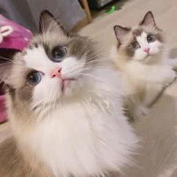 CAT KEY人偶猫舍:成都市温江区