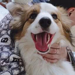 娇子犬舍:成都市温江区