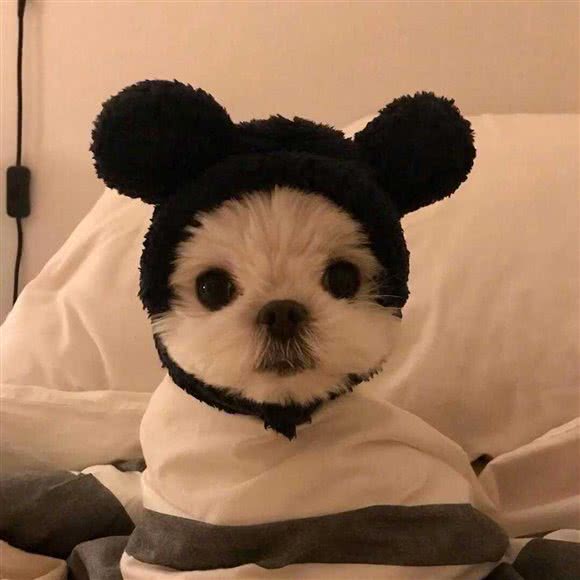 圣宠宠物:沈阳市大东区望花附近