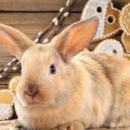 来也宠宠去也宠宠宠物店(远大店):成都市双流区