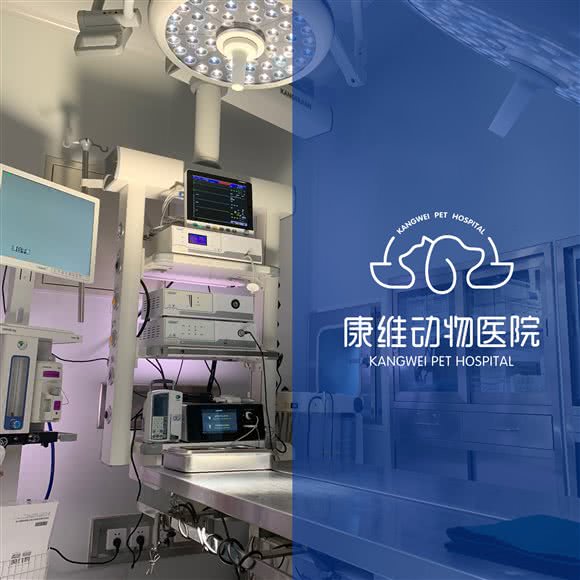 康维动物医院:北京城区朝阳区石佛营附近