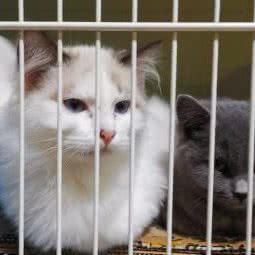 尚善萌宠:成都市双流区