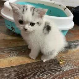 米嘉主轴俱乐部:成都市双流区