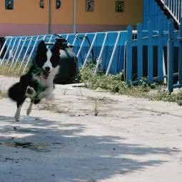 卟噜·萌宠花园:成都市双流区