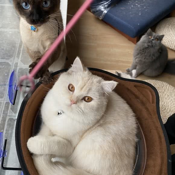 尼家猫咖:成都市双流区