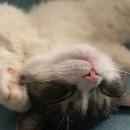 钦差汪大人宠物生活馆:成都市双流区