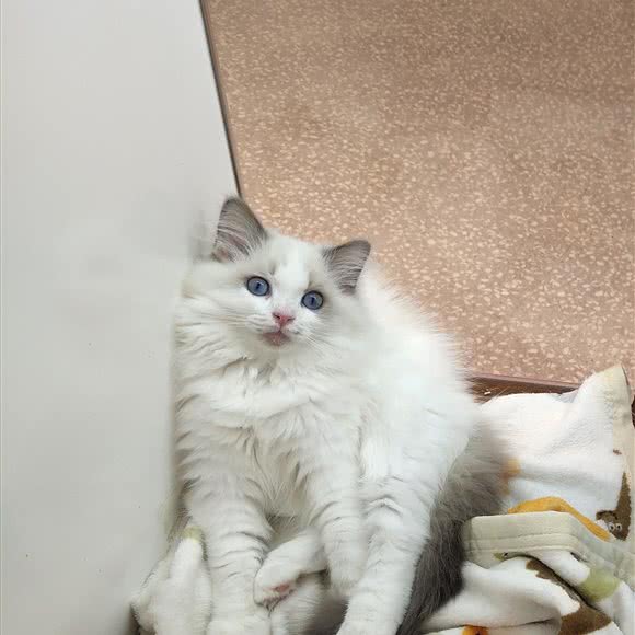 怪兽元(远大购物中心店):成都市双流区