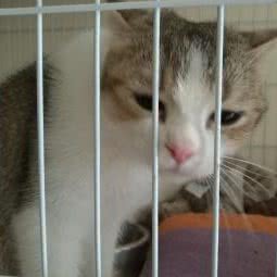 宠歪歪宠物托运:成都市双流区