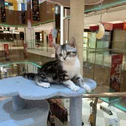 怪兽元:成都市双流区