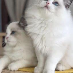 Mia布偶猫舍:成都市双流区