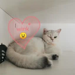 戴猫猫 猫咪寄养:成都市双流区