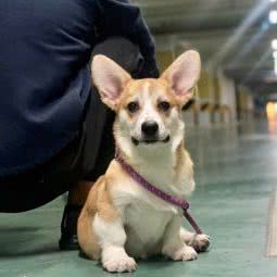 雪松犬舍:成都市双流区