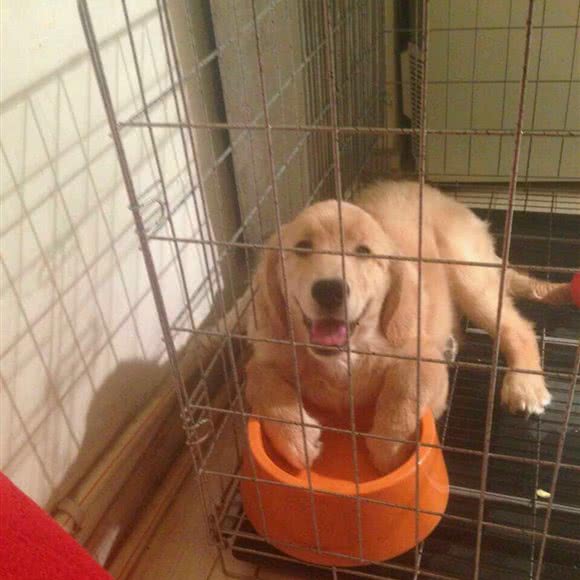 猴哥家的宠物寄养超市:沈阳市大东区吉祥市场附近