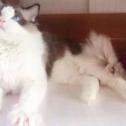 亿只猫舍:沈阳市大东区吉祥市场附近