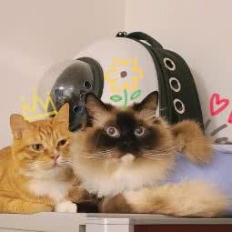 亚福动物诊所:成都市双流区