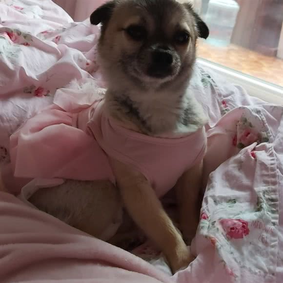 卓越动物医院:沈阳市大东区吉祥市场附近