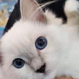 星球物语宠物轰趴馆:成都市郫都区