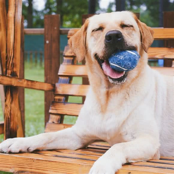 小狗当家宠物寄养公园:成都市郫都区