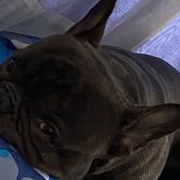 团子屋宠物休闲活动馆:成都市郫都区