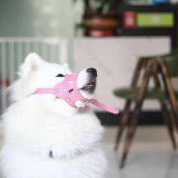 圣宠宠物(时代睿城店):成都市郫都区