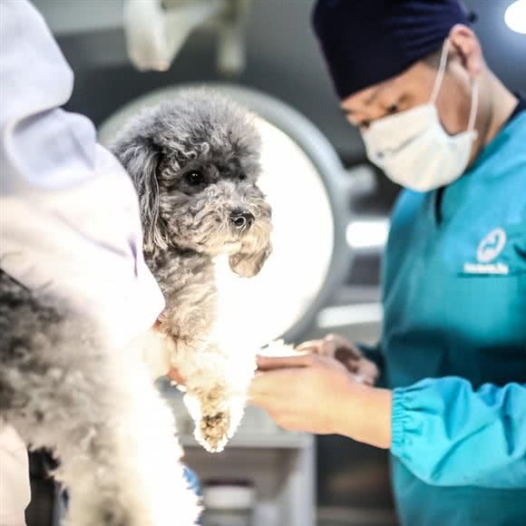 玛诺动物医院(红光店):成都市郫都区