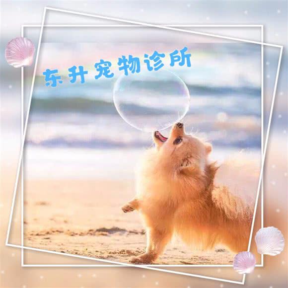 东升宠物诊所(郫都区店):成都市郫都区