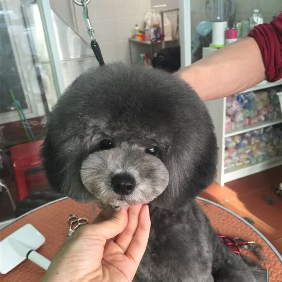 慕雅宠物美容工作室:沈阳市皇姑区北陵附近