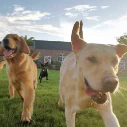 爱宠训犬基地:成都市金堂县