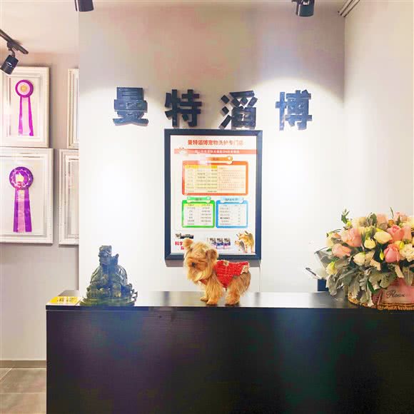 曼特滔博宠物(皇姑店):沈阳市皇姑区北行/辽大附近